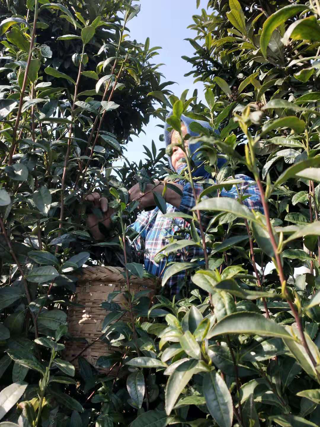 1575440308118208.jpg 800151424032092742.jpg