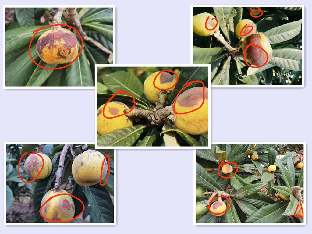 1588692042114765.jpg 白玉枇杷坏过.jpg