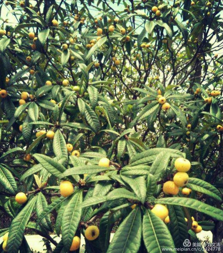 1591169264116960.jpg 27.jpg