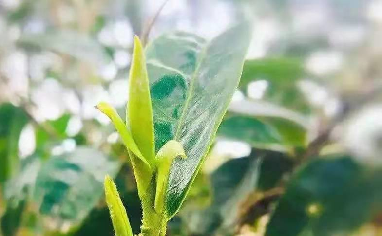 1605968255478391.png 255c73ede63c631e277fef1a75b2205.png